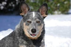 Everything You Need to Know About Blue Heeler training