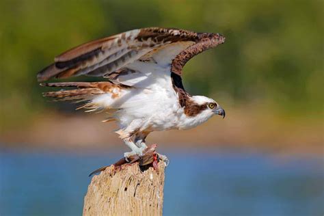 Hawks In Michigan: 9 Species You've Just Got To See