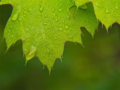 Free Images : drop, leaf, liquid, moisture, terrestrial plant, dew, plant pathology, annual ...