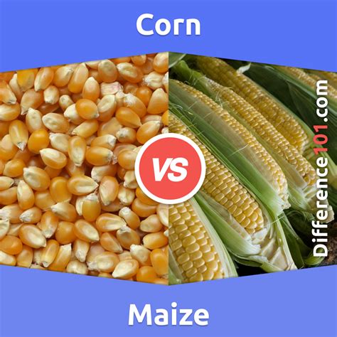 Corn vs. Maize: 5 Key Differences, Pros & Cons, FAQs | Difference 101