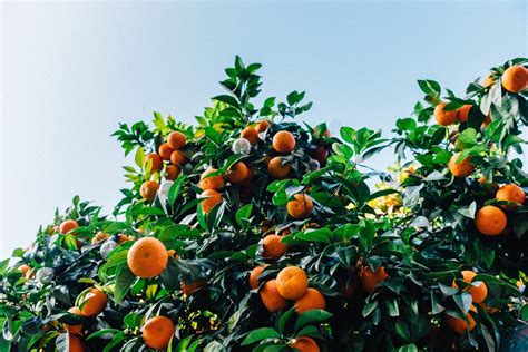 Want the Best Citrus Tree Fertilizer? 5 of the Best (that Work)