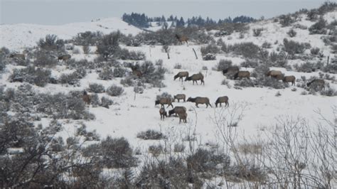 Idaho Fish and Game to increase patrols this winter