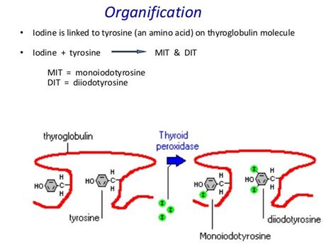 Thyroid anatomy,physiology,thyroid scintigraphy principles