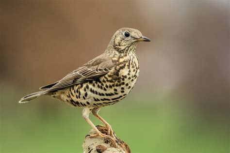 Mistle Thrush – AZ Birds