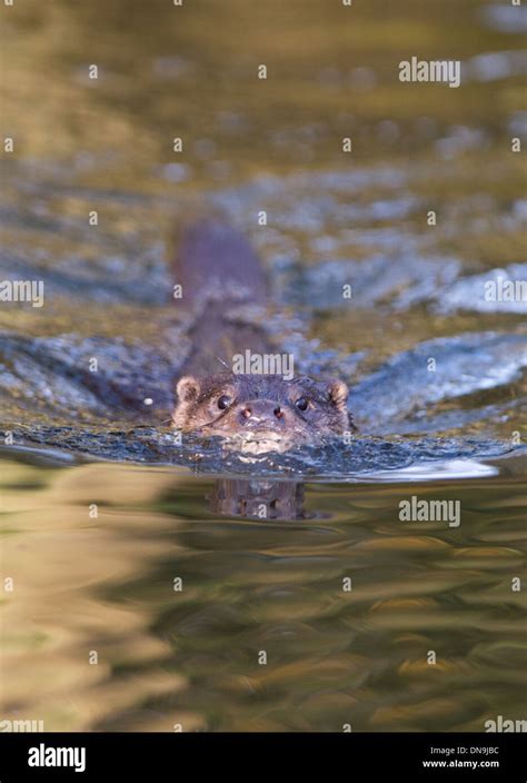 European otter swimming Stock Photo - Alamy