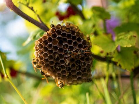 Premium Photo | Vespiary hornet's nest wasp nest with wasps sitting on ...