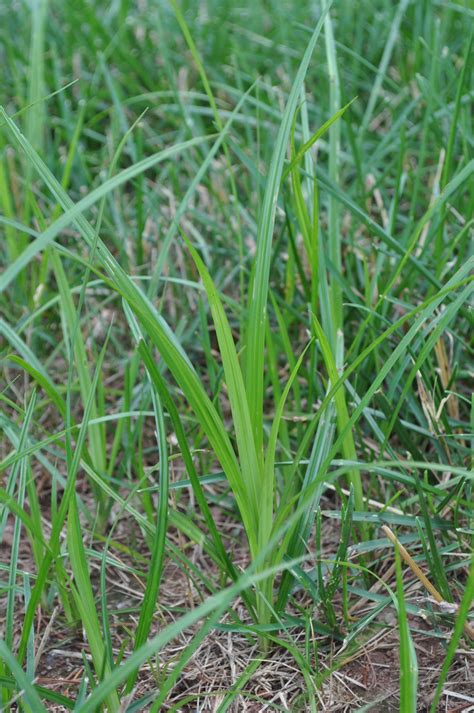 Nut Grass Identification