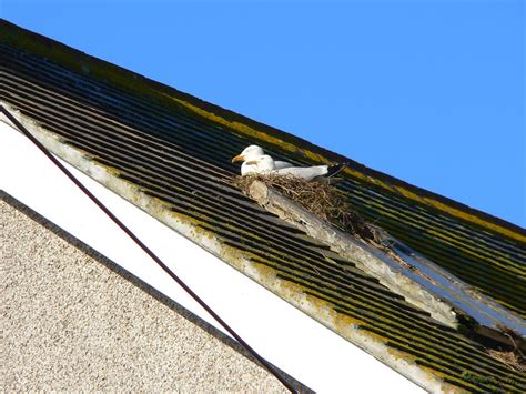 Herring Gull breeding on roof | Hartmut Walter | Flickr