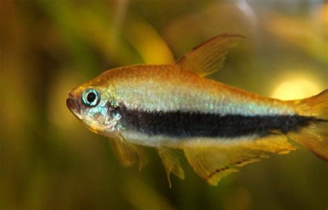 Emperor Tetra (Nematobrycon Palmeri) - Care Guide, Behavior and Breeding