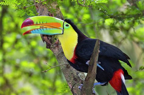 Keel-billed Toucan In Rainforest Photograph by Ivan Kuzmin - Fine Art ...