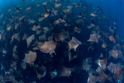 The Magnificent Mobula Rays of Baja California Mexico