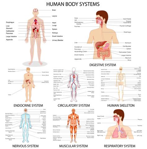 Human body systems – Artofit