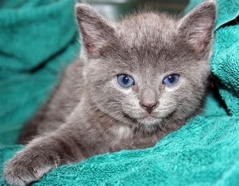 grey blue eyed kitty | Grey kitten, Crazy cats, Cute animals