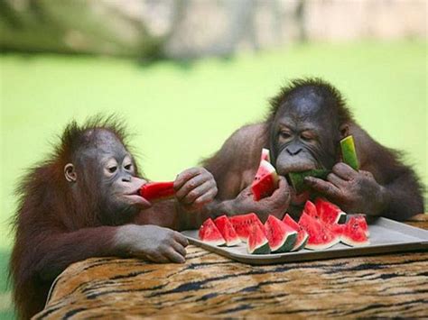 These Photos of Animals Eating Food Will Brighten Your Day | Cute animals, Monkeys funny, Animals