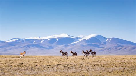 Qinghai Tibet Plateau 2021 Grassland Wild animals 5K Photo Preview | 10wallpaper.com