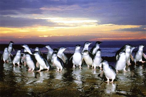 Phillip Island Fairy Penguins Melbourne, Australia | Best cruise ...