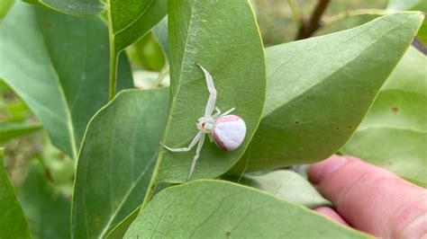 Crab Spider: The Beneficial Pest That Won't Leave Webs In Your Garden