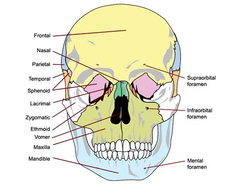 Skull Anterior View Labeled