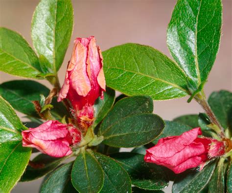 Azalea diseases: expert tips for spotting and solving issues | Homes ...