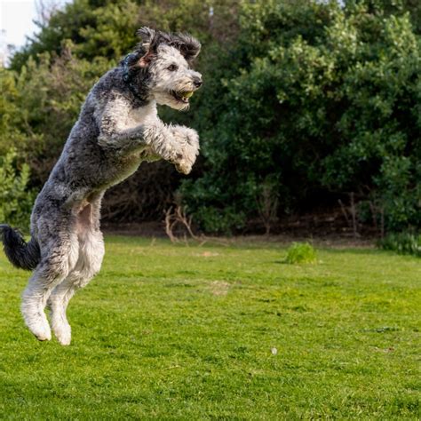 Australian Shepherd Poodle Mix: Aussiedoodle Breed Guide and Overview