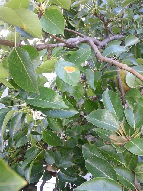 Leaf damage on Bosc Pear - General Fruit Growing - Growing Fruit