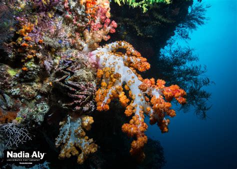 Scuba Diving in Raja Ampat • Scuba Diver Life