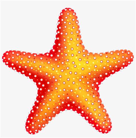 Starfish PNG & Download Transparent Starfish PNG Images for Free - NicePNG