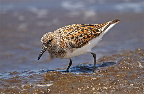 Sanderling | Audubon Field Guide