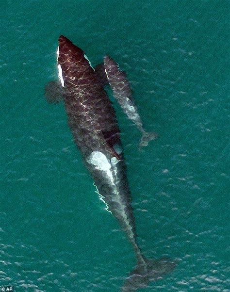 Newborn endangered baby orca swimming alongside mother in photos Orcas ...