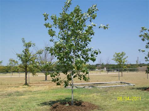 Chinquapin Oak - Quercus Muehlenbergii – The Tree Place TX