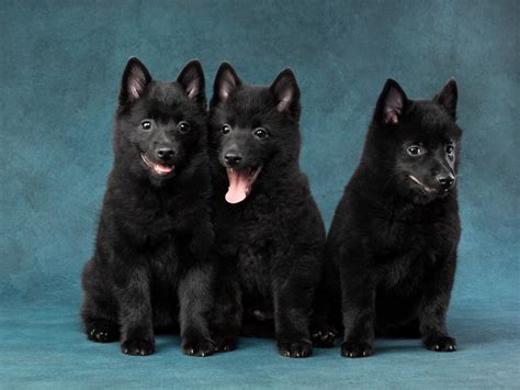 Schipperke Dog Breed Info: Pictures, Personality & Facts | Hepper