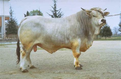 Italian breeds of cattle: Romagnola