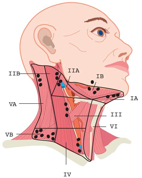 Cervical Lymph Nodes Levels