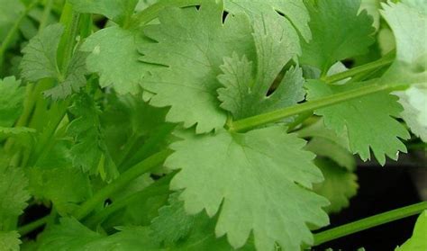 Coriander – Health Benefits and Side Effects | Medicinal herbs garden ...