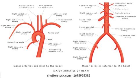 Abdominal Aorta Anatomy