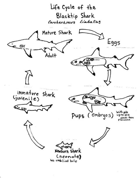 The Incredible Life Cycle of a Shark - Dutch Shark Society