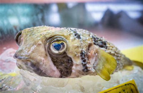 Japanese Fugu Fish Or Pufferfish Stock Photo - Image: 48915366