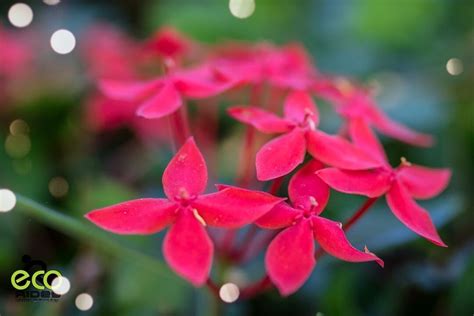 Beauty of the flora and fauna of the Cayman Islands. See more with # ...