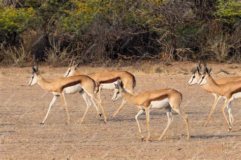 Premium Photo | Springbok herd