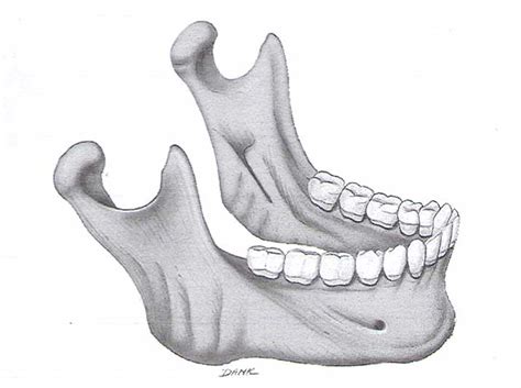 Axial/skull: Mandible Diagram | Quizlet