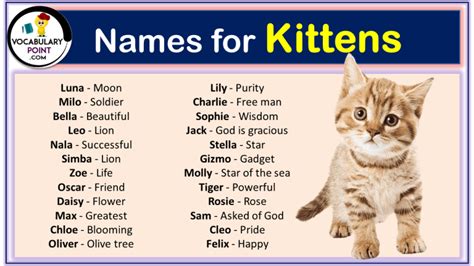 270+ Funny and Cute Names for Kittens 2024 - Vocabulary Point