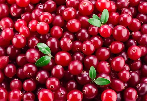 Where Are Cranberries Grown? - WorldAtlas