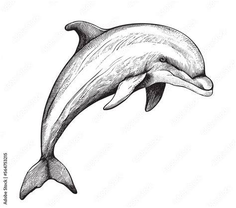 Dolphin sea animal sketch hand drawn line art Vector illustration Stock Vector | Adobe Stock