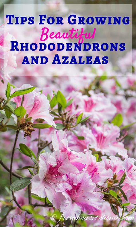 Rhododendron Care: How To Grow Beautiful Rhododendrons and Azaleas ...