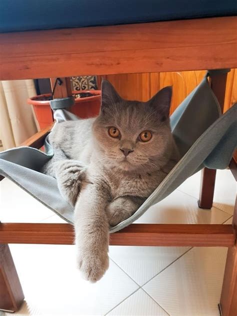 Relaxing weekend to you all! Here are some pics of cats in hammocks ...