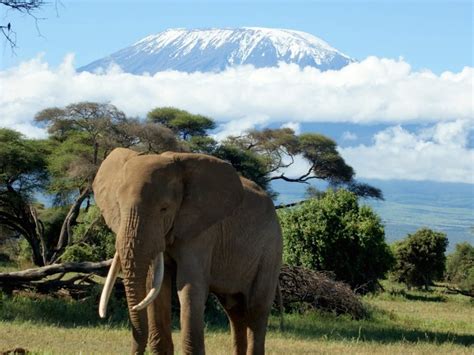 Mount Kilimanjaro Safari Wallpaper - Free HD Downloads