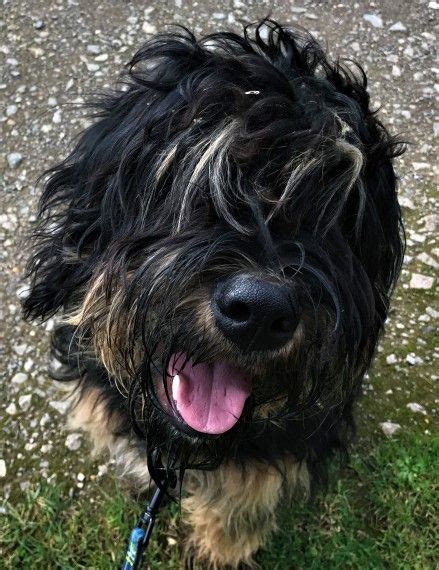 Portuguese Sheepdog | Carshalton, Surrey | Pets4Homes | Sheepdog, Sheep ...