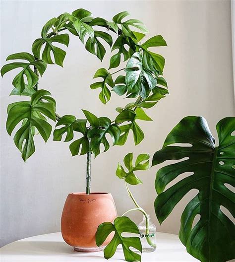 Instagram | House plants indoor, Plant decor indoor, House plants decor