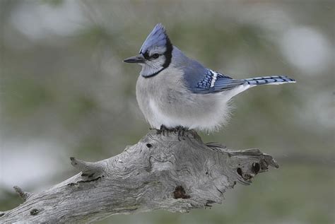 Decoding Blue Jay Sounds: Why do blue jays squawk?