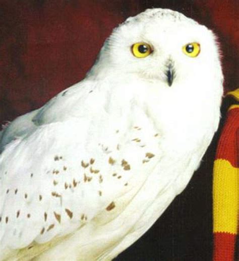 Which Harry Potter Pet Is Best | Harry Potter Amino